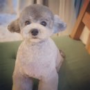 그레이스펫그루밍스튜디오 이미지