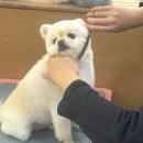 개인정애견샵 이미지