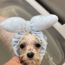 하떼하떼 이미지