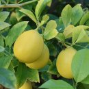 마리올라 이미지