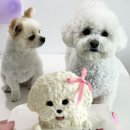 프레젠독(present dog) | 동탄 | 프레젠독(present dog) 영천동 강아지케이크 친구랑 생파했어요