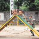 육군 군견훈련소 이미지