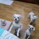 모찌모찌 Daum카페