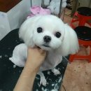 송현동 강아지 이미지
