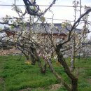 배꽃피는마을민박 이미지