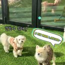 상주애견 | 시흥애견호텔 24시 상주호텔 댕봄시흥점 외부산책도 하고! 후기좋은~