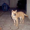 입석애견농장 이미지