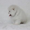 엘리시안퍼피 이미지