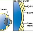 어니스트 동물병원 이미지