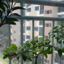 라임오렌지 이미지