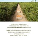 고당도 카슈골드 오렌지 3.4kg 솔직 후기 (+당도·크기·가성비 전부 확인)