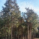 새숲공부방 | 피톤치드 효능 제대로 알기｜알파피넨 효과와 진짜 핵심 정리