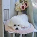 멍개구름 이미지