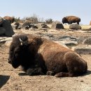 천안천어린이공원 경계 | 후쿠오카 유후인 벳푸 여행 코스 아프리칸 사파리 후기(투어X 자차)