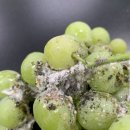 깍지벌레 톡토기등 친환경박멸제 이미지