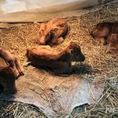 쌍둥이축산2 이미지