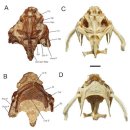 P-6516 | Bunocephalus serranoi Aspredinidae의 첫 번째 화석 기록: 아르헨티나 북동부 후기 중신세(Late Miocene)