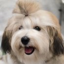 꼬똥몽드(Cotonmonde) 이미지