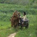 워낭소리 이미지