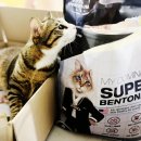 마이수퍼 | 마이도미넌트 슈퍼 벤토나이트 고양이 모래 무향 후기 | 9kg x 2개, 실사용 리뷰