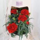 달플로르 이미지