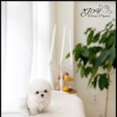 퍼피얌 그루밍 이미지