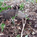 제주야생동물구조센터 이미지