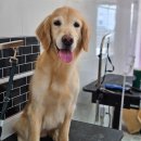 메리몰펫샵(사직점) 이미지