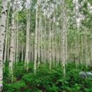 자작나무(birch tree) 이미지