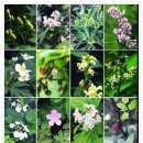 대청봉주유소 이미지