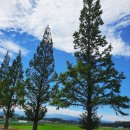 월호평길 이미지