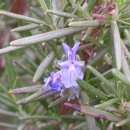 로즈마리 이미지