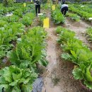 호야농장 | 천안 도시농부학교 9기 27주 차 후기, 무름 병 약, 2차 웃거름, 쿠루시아, 호야, 주말농장, 텃밭농사