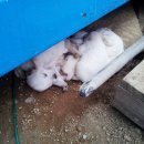 초정주유소 이미지