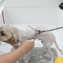 이뻐질개 이미지