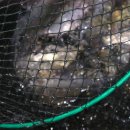 양지저수지 이미지