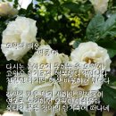 오월의수수꽃다리 이미지