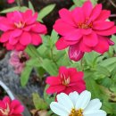 라즈베리 리플 이미지