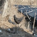 본연농장 이미지