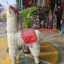 알파카프라자 이미지