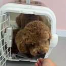 퍼피트리 애견유치원&호텔 이미지