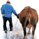 워낭소리 이미지