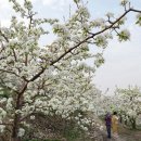 진흥꽃화원 이미지