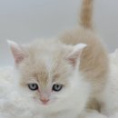 야옹아 멍멍해봐 아산점 이미지