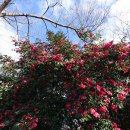 까멜리아 이미지