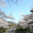 군산 월명공원의 벚꽃 이미지