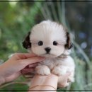 미소애견샵 | 둔촌동강아지분양 인연이 된 애견샵 후기