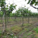 황간면사무소 이미지