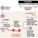 전라북도 익산시 먹는 코로나 치료제(팍스로비드/라게브리오) 처방 약국 위치 및 연락처