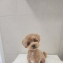 화려하개 이미지